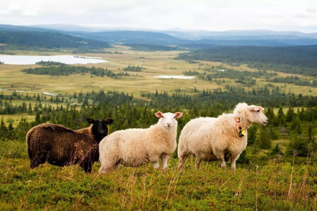 Leilighet Med Panoramautsikt Sjusjoen Innendors Parkering Ngoại thất bức ảnh